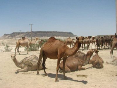 تاخت و تاز شتران در بستر خشکیده تالاب بین المللی هامون