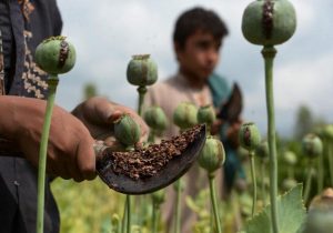 ایران ادعای طالبان درباره ‌‌پایان کشت خشخاش در افغانستان را رد کرد