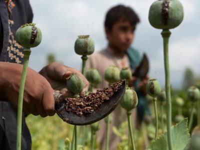 ایران ادعای طالبان درباره ‌‌پایان کشت خشخاش در افغانستان را رد کرد