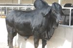 انقراض گاو سیستانی؛ فاجعه مدیریتی در پژوهشگاه زابل و بحران ژنتیکی / کشتار بی رویه دام‌های آبستن و نر‌های بالغ تهدیدی جدی برای گاو سیستانی 