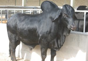 انقراض گاو سیستانی؛ فاجعه مدیریتی در پژوهشگاه زابل و بحران ژنتیکی / کشتار بی رویه دام‌های آبستن و نر‌های بالغ تهدیدی جدی برای گاو سیستانی 