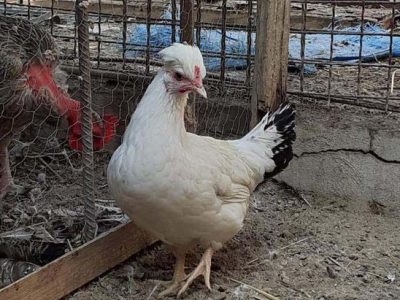 خطر انقراض مرغ بومی خزک به دلیل سوء مدیریت پژوهشگاه زابل