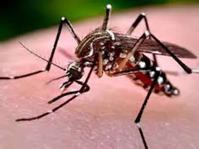 صید پشه آئدس در سراوان و چابهار/ زنگ خطر ابتلا به تب دنگی با تردد زائران پاکستانی