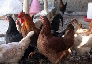 افزون بر ۸۶۵ هزار قطعه طیور بومی در سیستان و بلوچستان واکسینه شدند