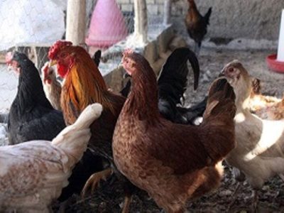 افزون بر ۸۶۵ هزار قطعه طیور بومی در سیستان و بلوچستان واکسینه شدند