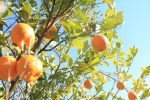 برداشت نارنگی در سیستان و بلوچستان آغاز شد