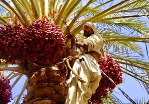 افزون بر ۳۰۰ هزار تن خرما در سیستان و بلوچستان برداشت شد