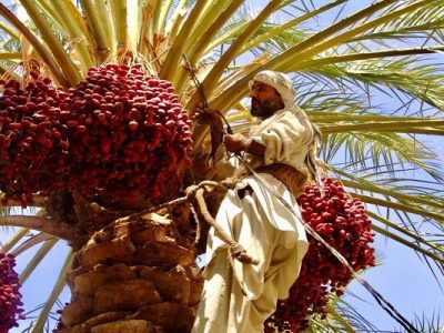 افزون بر ۳۰۰ هزار تن خرما در سیستان و بلوچستان برداشت شد
