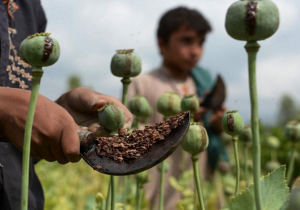 طالبان و مواد مخدر؛ چرا کشت خشخاش در افغانستان افزایش یافته است؟