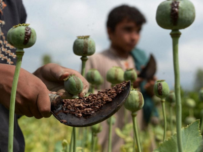 طالبان و مواد مخدر؛ چرا کشت خشخاش در افغانستان افزایش یافته است؟