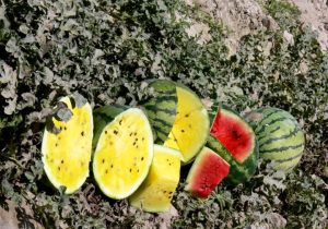 آسفالت ۱۲۰ کیلومتر جاده دسترسی به مزارع چابهار نیازمند تخصیص اعتبار است