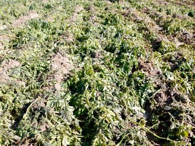 داغ سرما بر دل کشاورزان سیستان و بلوچستان/ یخبندان و توفان به مزارع کشاورزی خسارت زد