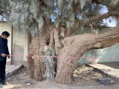 درختان کهنسال سیستان و بلوچستان در فهرست میراث ملی طبیعی کشور ثبت میشود