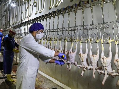 جمعآوری مرغ زنده از سطح شهرها نیاز به یک عزم همگانی است