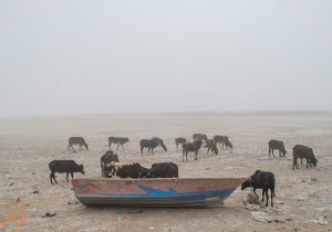 آغاز مرطوب‌سازی کانون‌های گرد و غبار بستر تالاب هامون