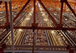 فروپاشی صنعت تخم‌مرغ در سیستان و بلوچستان در سایه بی‌توجهی جهاد کشاورزی