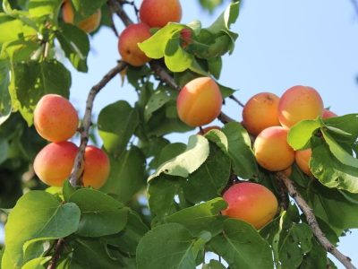 حدود هفت هزار تن زردآلو در سیستان و بلوچستان برداشت شد