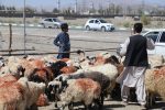 ورود گسترده دام زنده به سیستان و بلوچستان برای نیاز عید قربان
