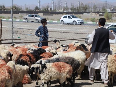 ورود گسترده دام زنده به سیستان و بلوچستان برای نیاز عید قربان