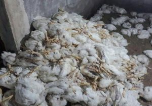 تلفات قابل توجه یک مرغداری به علت قصور شرکت گاز سیستان و بلوچستان