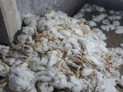 تلفات قابل توجه یک مرغداری به علت قصور شرکت گاز سیستان و بلوچستان