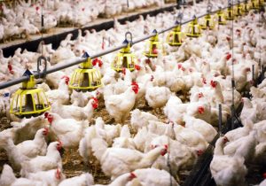 مجبوریم حدود ۱۷ درصد کمتر از قیمت تمام شده، مرغ را به کشتارگاه دهیم/ با این تفاسیر یک مرغداری حدود ۹۰ هزار قطعهای، قریب به ۲ میلیارد تومان ضرر میکند/رئیس سازمان جهاد کشاورزی استان به صورت دستوری پشت قضیه ایستاده/مجبوریم از طریق دیوان عدالت اداری پیگیری کنیم/مرغ کشتار روز باید ۱۰۷ هزار تومان در بازار توزیع شود/ توزیع مرغ کشتار روز استان با نرخ بیش از ۱۰۷ هزار تومان، نشان از تخلف کشتارگاه است/ با تصمیم جهاد کشاورزی میتوانیم مرغ زنده را با قیمت ۹۵ هزار تومان در بازار عرضه کنیم/ باید روال تسویه حساب کشتارگاه مطابق شیوههای جاری کشور باشد