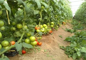 کشت ارقام جدید گوجه‌ و خیار مقاوم به شوری و گرما در منطقه سیستان
