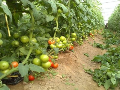 کشت ارقام جدید گوجه‌ و خیار مقاوم به شوری و گرما در منطقه سیستان