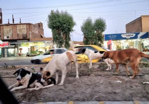 سگهای ولگرد زاهدان؛ زخمی مزمن بر پیکر مدیریت شهری و آزمونی سخت برای نهادهای نظارتی