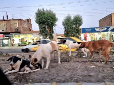 سگهای ولگرد زاهدان؛ زخمی مزمن بر پیکر مدیریت شهری و آزمونی سخت برای نهادهای نظارتی