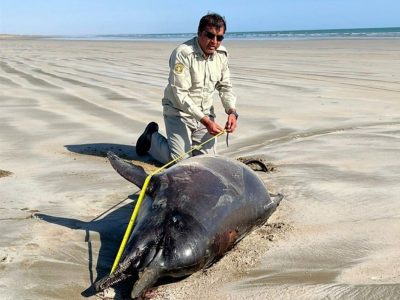 کشف دو لاشه دلفین در ساحل تالاب بین‌المللی خلیج گواتر و خور باهو
