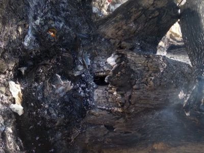 با طبیعت مهربان باشیم و از آتش زدن درختان خودداری کنیم+ فیلم