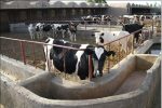 فیلم| بحران نهادههای دامی در سیستان و بلوچستان؛ ضرورت مدیریت خروج سبوس و نان خشک
