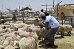 فعالیت ۸۴ گروه نظارت بهداشتی و شرعی دامپزشکی در سیستان و بلوچستان برای عید قربان و تأکید بر ذبح در کشتارگاه‌ها