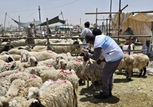 فعالیت ۸۴ گروه نظارت بهداشتی و شرعی دامپزشکی در سیستان و بلوچستان برای عید قربان و تأکید بر ذبح در کشتارگاهها