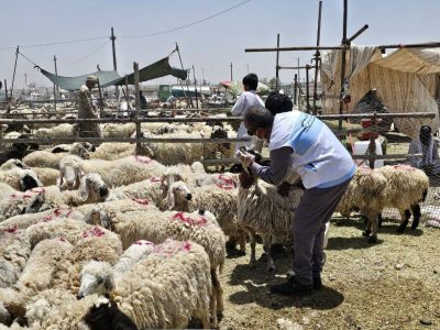 فعالیت ۸۴ گروه نظارت بهداشتی و شرعی دامپزشکی در سیستان و بلوچستان برای عید قربان و تأکید بر ذبح در کشتارگاه‌ها