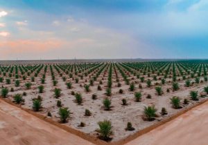چرا سیستان، تاب حضور هلدینگ ماهان را ندارد؟