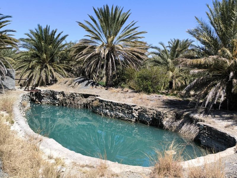 هامین فصل برداشت خرما در سیستان وبلوچستان