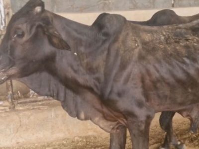 پژوهشگاه زابل از مسیر اصلی خارج شده است | وقتی نگهبان میراث، فروشنده‌اش می‌شود
